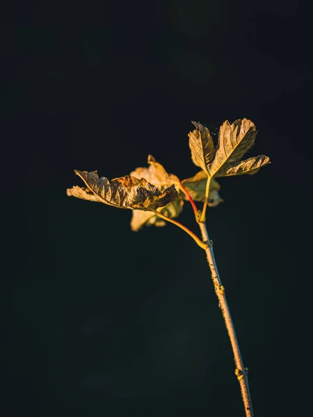 어두운 배경에 식물을 클로즈업 — 스톡 사진