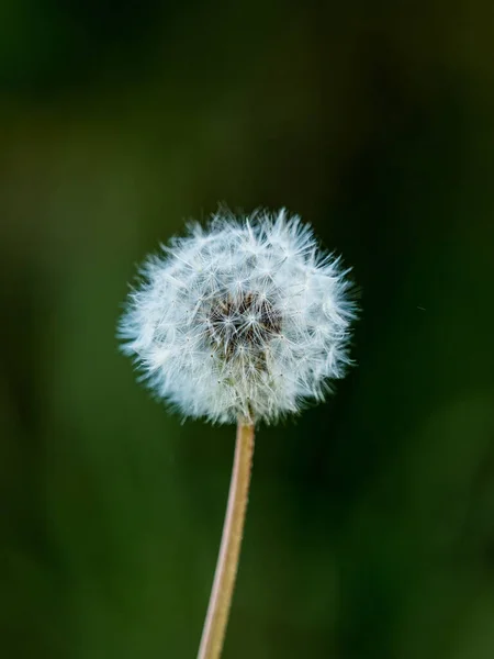 Vertical Shot Dandelion Blurred Background — Stockfoto