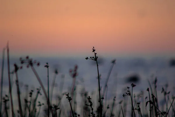 Silhuetas Plantas Litoral Pôr Sol — Fotografia de Stock