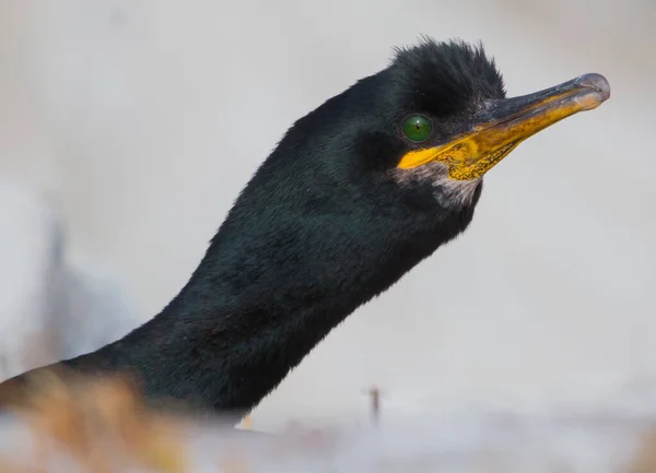 一只长着绿眼睛和黄嘴的鸟的黑色头部的特写镜头 — 图库照片