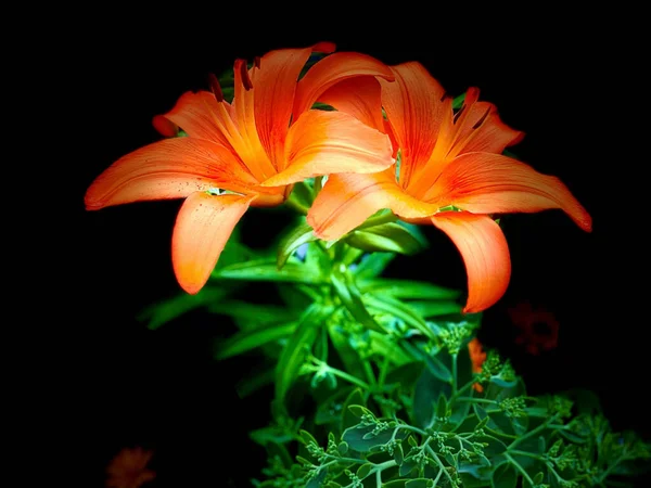 庭の美しいオレンジ色のユリの花のクローズアップ — ストック写真