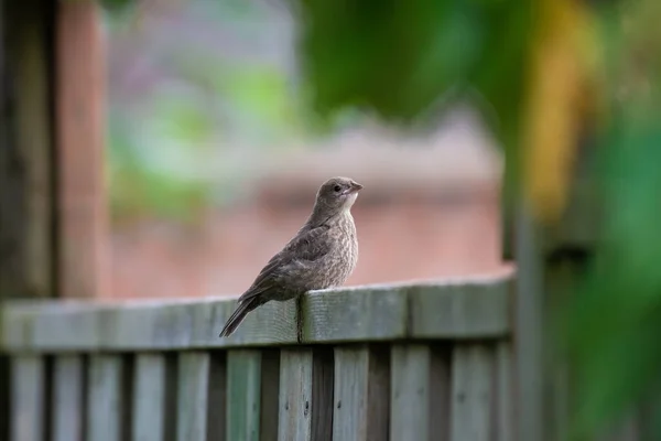 小さな鳥の選択的焦点ショット — ストック写真