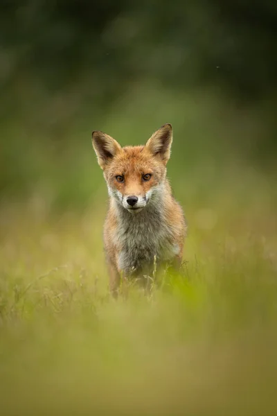Ein Orangefarbener Fuchs Auf Der Wiese Mit Verschwommenem Hintergrund — Stockfoto