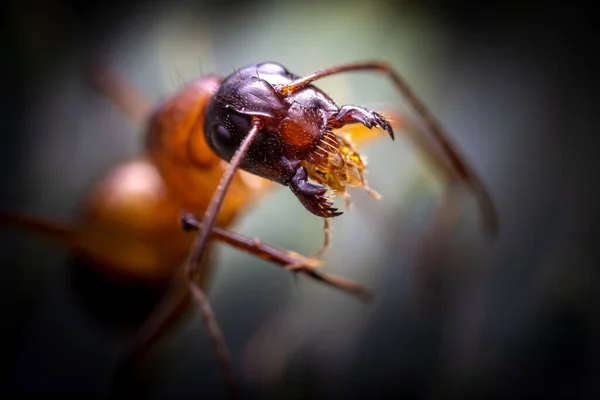 アリのマクロショットは暗い背景に口を開きます — ストック写真