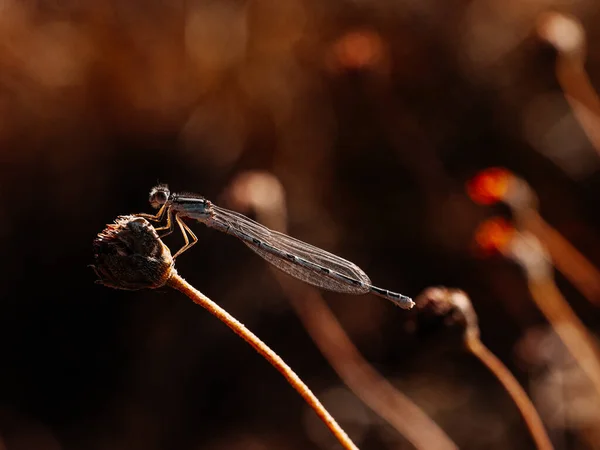 Bir Bitkinin Üzerindeki Yusufçuğun Yakın Plan Fotoğrafı — Stok fotoğraf