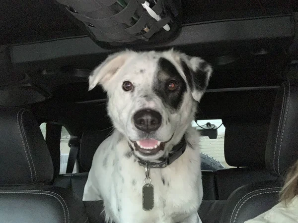 車の中でかわいい白い犬のクローズアップ — ストック写真