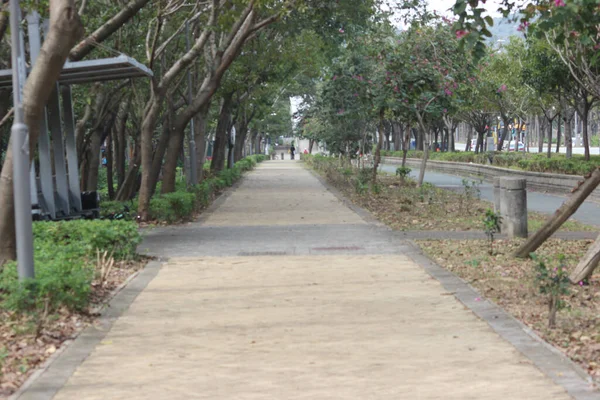 Vista Del Pavimento Vacío Con Árboles — Foto de Stock