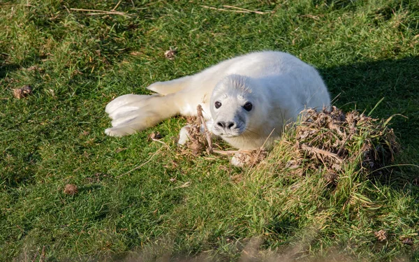 Ein Foto Einer Niedlichen Weißen Robbe Die Gras Einem Park — Stockfoto