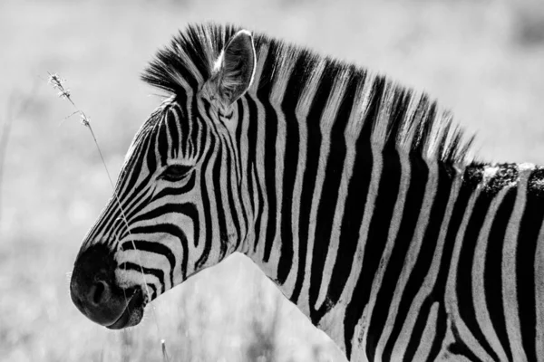 Colpo Scala Grigi Una Zebra — Foto Stock