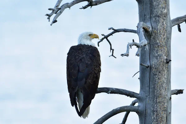 Closeup Bald Eagle Perched Bare Tree Branch Cloudy Sky Royalty Free Stock Photos