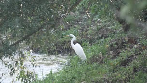 Grande Aigrette Orientale — Video