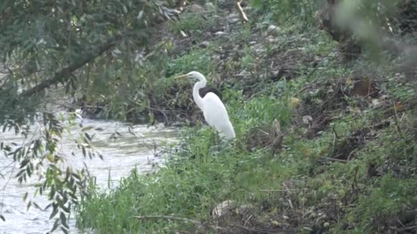 Oostelijke Grote Berouw — Stockvideo