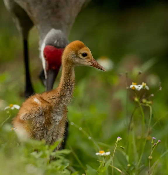 Closeup Shot Sandhill Crane Nestling — Stockfoto