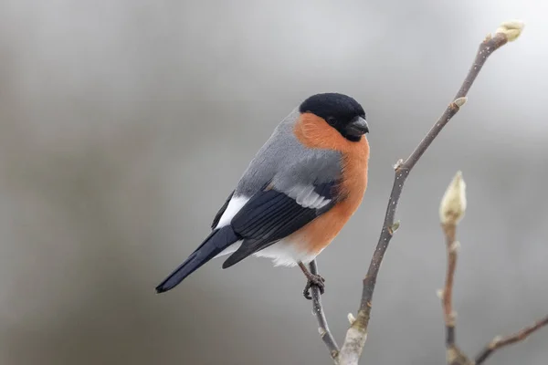 Eurasian Bullfinch Pózuje Větev — Stock fotografie