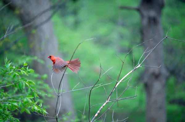 Ein Roter Nördlicher Kardinalvogel Thront Auf Einem Ast — Stockfoto