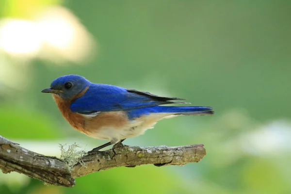 Eine Nahaufnahme Des Westlichen Blauvogels Sialia Mexicana — Stockfoto