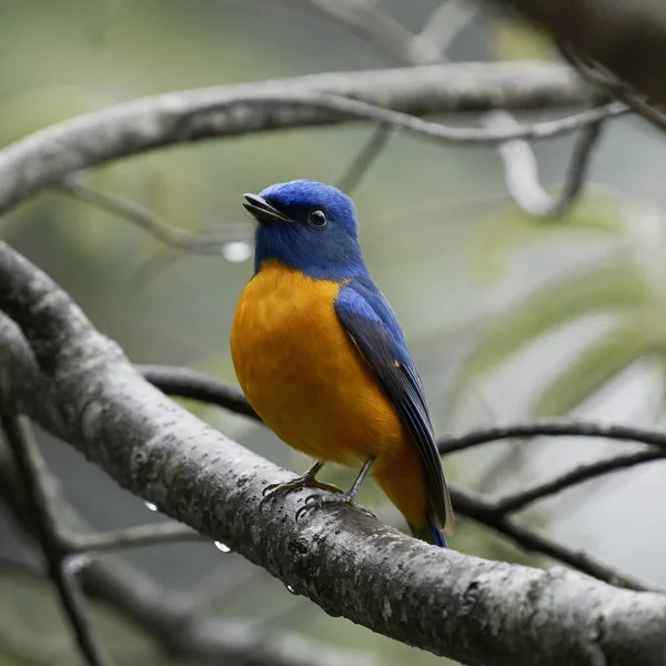 Een Dichtbij Shot Van Een Blauwe Gele Taiwan Vogel Een — Stockfoto