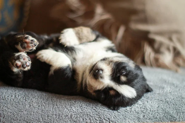 Nahaufnahme Eines Schwarzen Berner Bergwelpen Der Auf Einem Sofa Liegt — Stockfoto