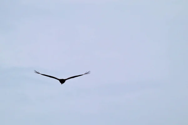 Beautiful Shot Herring Gull Flying Sky — Stock Photo, Image