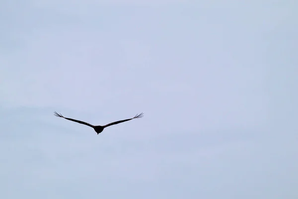 Una Bella Foto Gabbiano Aringa Che Vola Nel Cielo — Foto Stock