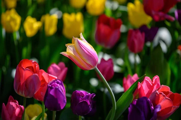Egy Közeli Felvétel Gyönyörű Tulipánokról Akik Parkban Nőnek — Stock Fotó