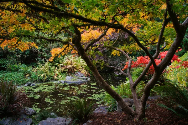 Een Meer Een Bos Omringd Door Prachtige Kleurrijke Bomen Bij — Stockfoto
