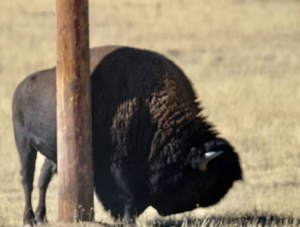 Una Imagen Borrosa Del Enorme Bisonte Salvaje Steppe Parado Detrás — Foto de Stock