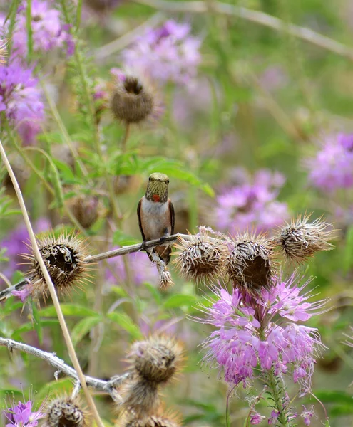 Een Verticaal Shot Van Een Kolibrie Hoog Spin Bloemen Een — Stockfoto