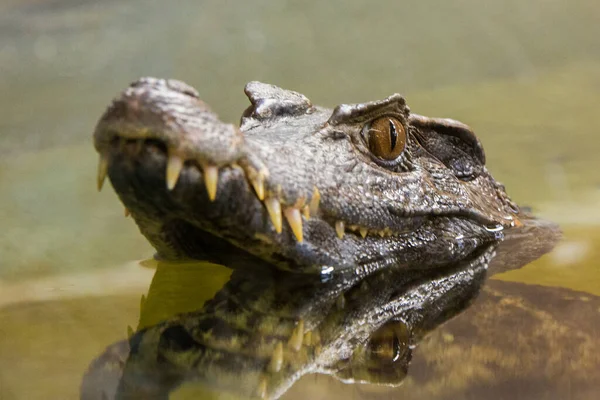 Closeup Shot Green Crocodile Head Dangerous Teeth Lake — Stock Photo, Image