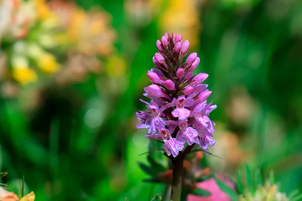 Tarladaki Bir Orchi Çiçeğinin Seçici Odak Noktası — Stok fotoğraf