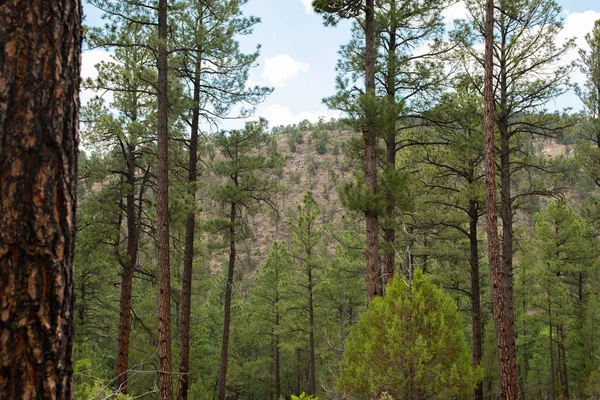 新墨西哥州白天的绿林 — 图库照片