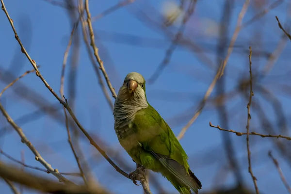 Een Ondiepe Focus Shot Van Een Groene Parkiet Hoog Een — Stockfoto