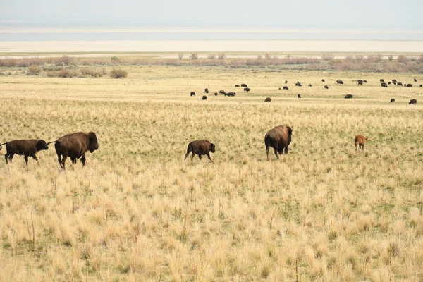 Una Manada Bisontes Corriendo Prado Cubierto Hierba Seca Campo — Foto de Stock