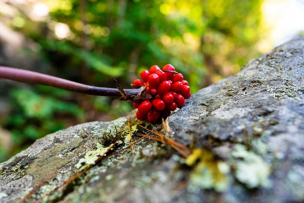 Closeup Wild Red Berries Rock — Stock Photo, Image