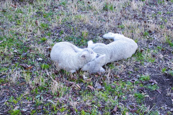 Δύο Χαριτωμένα Προβατάκια Ξαπλωμένα Στο Έδαφος — Φωτογραφία Αρχείου