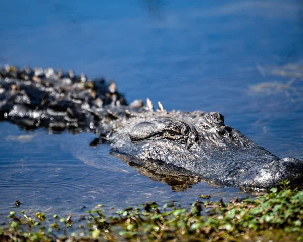 Eine Nahaufnahme Des Krokodilkopfes Auf Der Wasseroberfläche — Stockfoto
