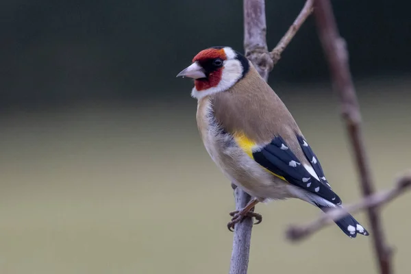 Goldfinch Europeu Tarde — Fotografia de Stock