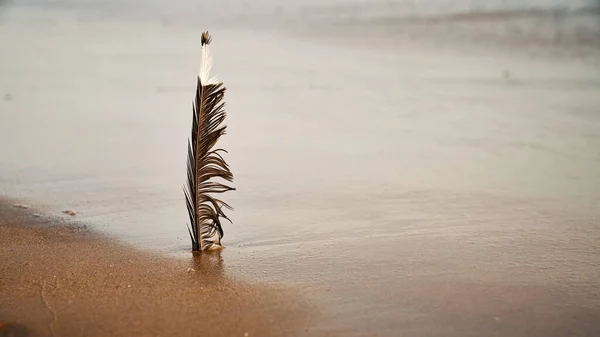 Tiro Perto Uma Pena Areia Praia — Fotografia de Stock