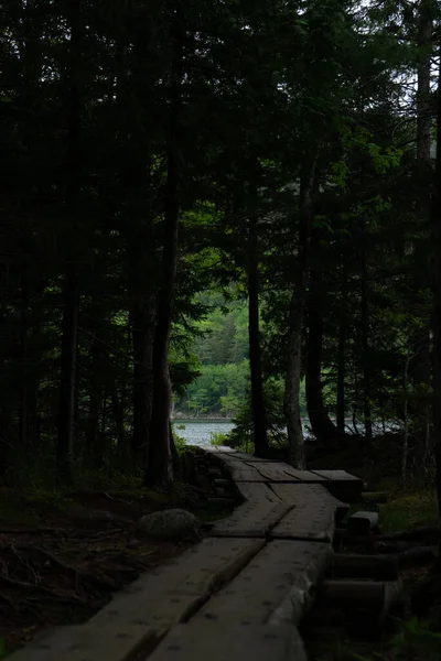 Plan Vertical Sentier Milieu Pins Dans Parc National Arcadia Maine — Photo