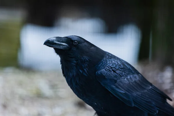 Closeup Shot Crow — Stock Photo, Image