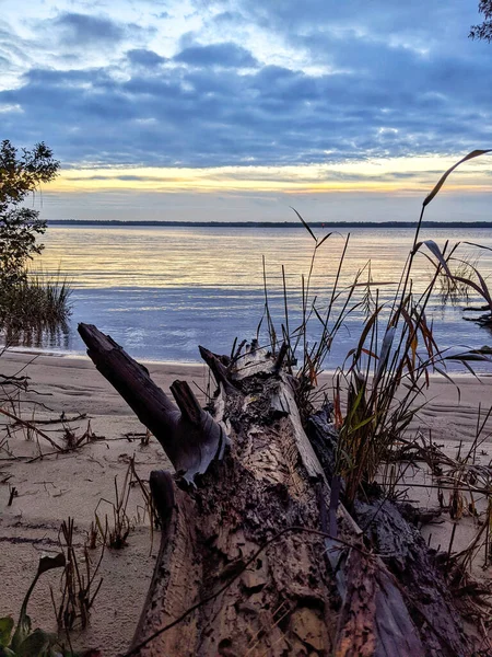 日没の背景を持つ海岸の流木の垂直ショット — ストック写真