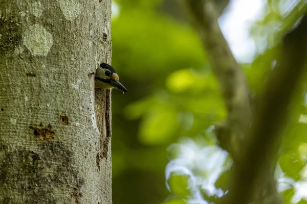 Great Spotted Woodpecker Bringing Home Food Small Ones — 图库照片