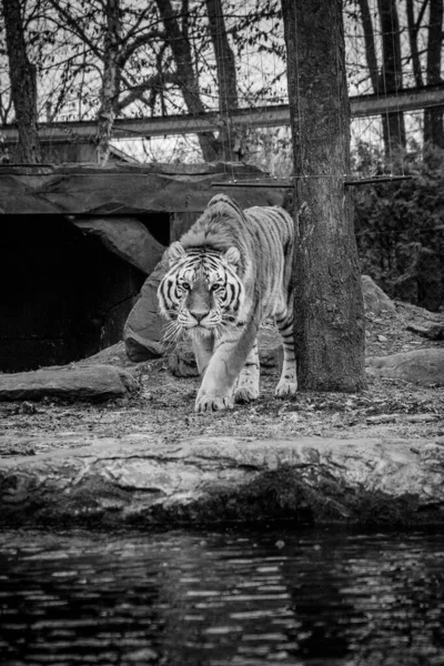 Šedivý Záběr Tygra Lese Pobřeží Jezera Ponurý Den — Stock fotografie