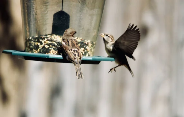 Evlerinin Önünde Durup Yemek Yiyen Küçük Kuşların Fotoğrafı — Stok fotoğraf