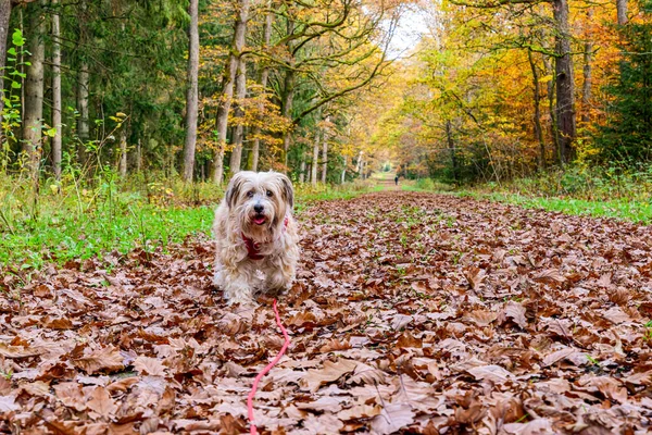 乾燥した葉の中を走る可愛い茶色のミントの葉 — ストック写真