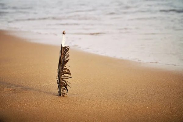 Closeup Shot Feather Sand Beach — Stock Photo, Image