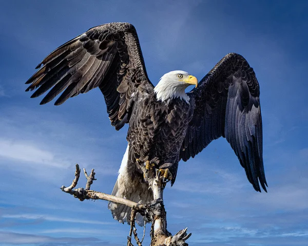 Breathtaking Shot Bald Eagle Motion Clear Skies — Stock Photo, Image