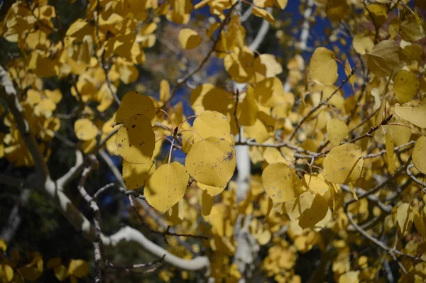 Beautiful View Autumn Landscape Aspen Trees Yellow Leaves Blue Sky — 图库照片
