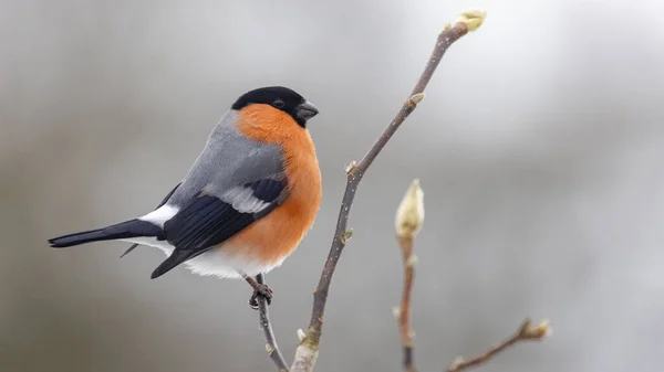 Eurasian Bullfinch Posando Ramo — Fotografia de Stock