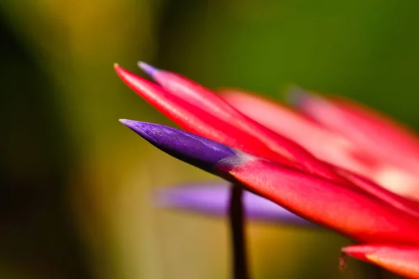 Close Das Pontas Das Pétalas Flor Vermelha — Fotografia de Stock